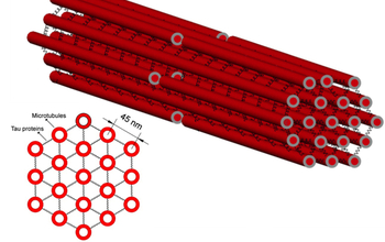 Illustration of microtubules